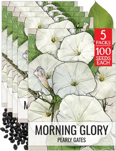 Miniatura 14 de Seed Needs Milky Way Morning Glory - Semillas para plantar enredaderas con flores, reliquia y escaladores polinizados abiertos para crear una cerca
