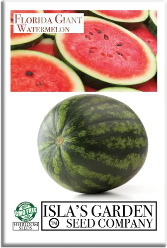 Cultiva enormes sandías gigantes de Florida, más de 25 semillas de reliquia sin OMG de Isla's Garden Seeds, melones masivos de 40 a 50 libras con