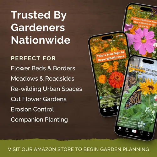 Miniatura 4 de Eden Brothers Semillas de zinnia - Mezcla California Giants, semillas no transgénicas para plantar, 1/4 lb Semillas de flores de bajo