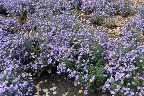 Miniatura 6 de 50 semillas de flor de Aster de Arroz (Aster tupido) Aster Dumosus
