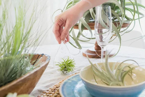 Miniatura 7 de Air Plants Fertilizante en botella de spray de niebla fina – Alimento vegetal para Tillandsia – Uso mensual para el crecimiento de plantas