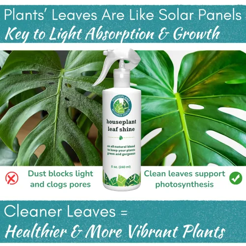 Miniatura 3 de Houseplant Leaf Shine Spray – Limpiador de hojas totalmente natural y brillo para un brillo saludable y una mejor fotosíntesis Perfecto