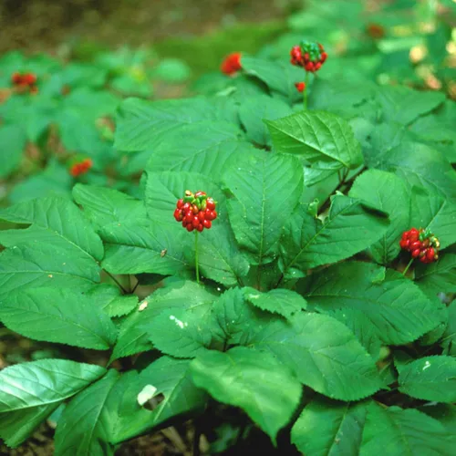 Miniatura 2 de Semillas de ginseng americano (Panax quinquefolius) Más de 5 semillas de hierbas medicinales raras en cápsulas de semillas congeladas