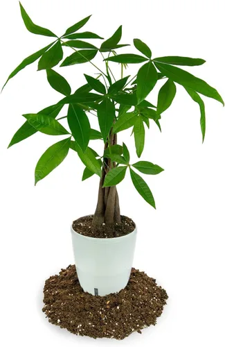 Miniatura 3 de GARDENERA Mezcla de tierra para macetas de árbol del dinero para plantar o trasplantar castaño de Guayana, tierra mezclada para cultivar