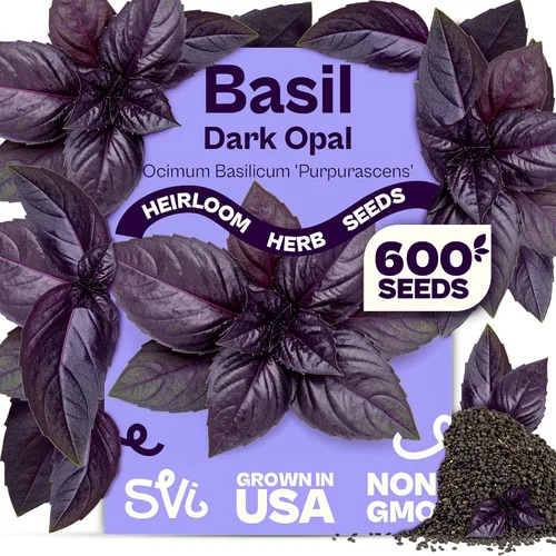 Miniatura 12 de SVI 2000 semillas de albahaca genovesa (Ocimum basilicum) - Paquetes de semillas de albahaca dulce - Semillas aromáticas de hierbas culinarias