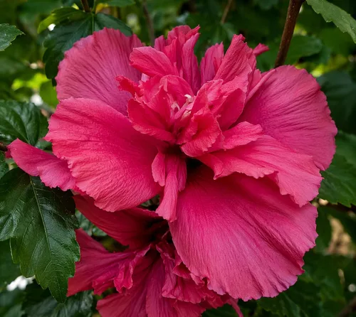 Miniatura 4 de 5 arbustos de hibisco rojo Lucy Rose of Sharon (Althea) - Plantas vivas de 10 a 18 pulgadas de alto - Plántulas de arbustos/árboles en flor - Rojo