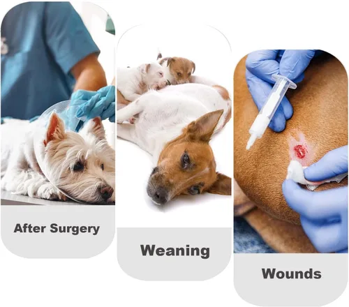 Miniatura 6 de Pañales para perras, traje de período para hembras, bragas sanitarias en celo, pañales para perritos, mameluco para mantener el pañal