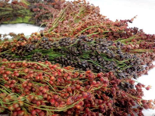 Semillas de maíz de escoba - Sorghum vulgar mezclado, crema, oro, rojo, marrón, borgoña y más (100 semillas)