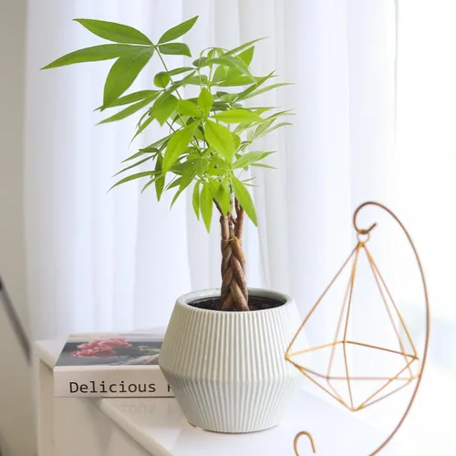 Miniatura 5 de Árbol de dinero trenzado de tocón de Pachira (4 pulgadas), plantas de interior de la suerte, plantas de interior decorativas únicas de 4/6 pulgadas