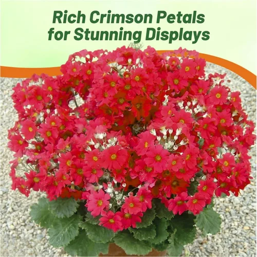 Miniatura 5 de Outsidepride 1000 Semillas Perennes Primula Crimson Fairy Primrose Flower Seeds para plantar Carmesí