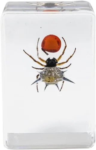 Miniatura 5 de Celestron Bugs 3D reales en resina transparente - Juego de 4 piezas incluye espécimenes de escorpión, cigarrilla, tejedor de orbes y escarabajos