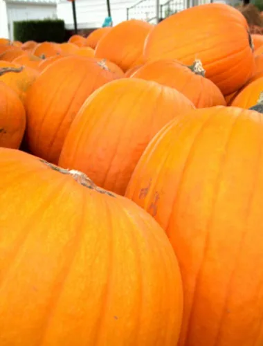 Semillas de calabaza Big Max, cultivan calabazas enormes que se ven geniales, sin OMG ni tratadas, perfectas para crecer excepcionalmente grandes o