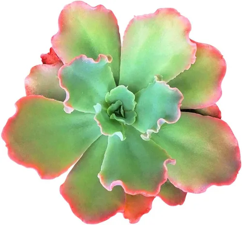 Live Echeveria - Plantas suculentas Echeveria de 4 pulgadas con raíces completas, suculentas de interior vivas de fácil cuidado para regalo o
