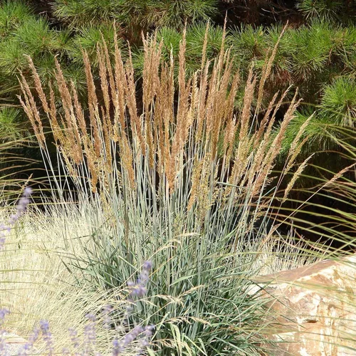 Miniatura 7 de Outsidepride Semilla de hierba nativa india – 5 libras. Semilla de hierba de pradera perenne, de bajo mantenimiento, tolerante a la sequía