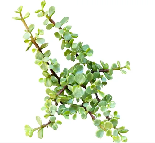 Miniatura 8 de Adenium Obesum - Rosa del desierto de 4 pulgadas, suculenta saludable, rara e inusual, viva de fácil cuidado, planta interior de casa, totalmente