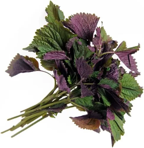 1000 Semillas de Perilla Vietnamita (Perilla Frutescens) Temporada Cálida Anual, Shiso (), Hierba asiática