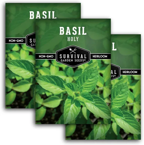 Survival Garden Seeds - Semilla de albahaca sagrada para plantar - 3 paquetes con instrucciones para plantar y cultivar la hierba sagrada india