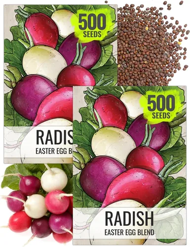 Miniatura 14 de Seed Needs Semillas de rábano para plantar rábanos sandía, reliquia sin OMG y sin tratar, cultiva un huerto cultivado en casa, cultivos para clima