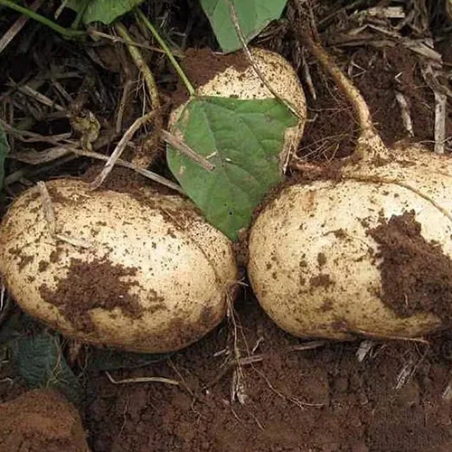 Semillas de jícama, semillas de ñame mexicano, sin OMG, semillas de nabo mexicano, semillas frescas de jardín, semillas, elección de jardineros, 100