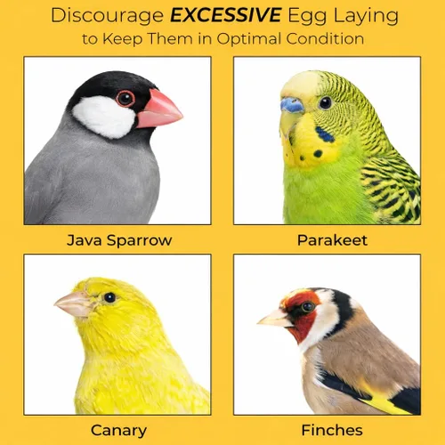 Miniatura 5 de SunGrow Huevos de madera falsos para entrenar a los pájaros de que no se pongan en las cajas de anidación y para dejar de comer sus propios huevos