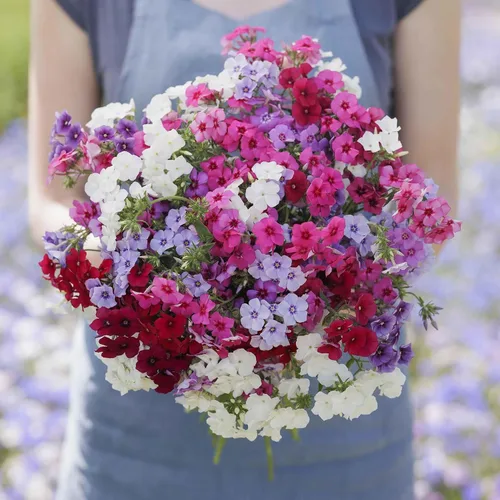 Miniatura 7 de Eden Brothers Semillas anuales Phlox - Beauty Blue