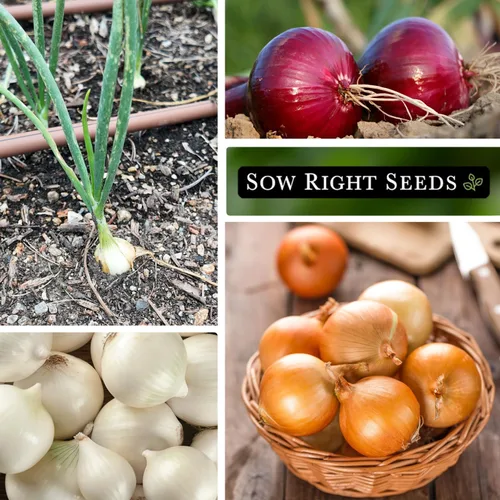 Miniatura 4 de Sow Right Seeds - Colección de semillas de cebolla de día corto para plantar - Criolla roja, cera blanca cristalina, Texas Early Grano - Paquetes