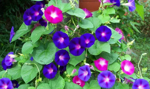 Miniatura 3 de Semillas Morning Glory Purple Mix Ipomoea Flores anuales