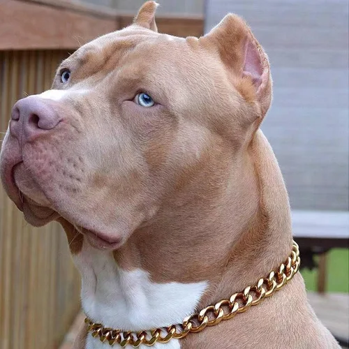 Miniatura 3 de txprodogchains Collar de cadena para perro grande con hebilla, resistente de 0.748 in de grosor, acero inoxidable, oro de 18 quilates, cadena