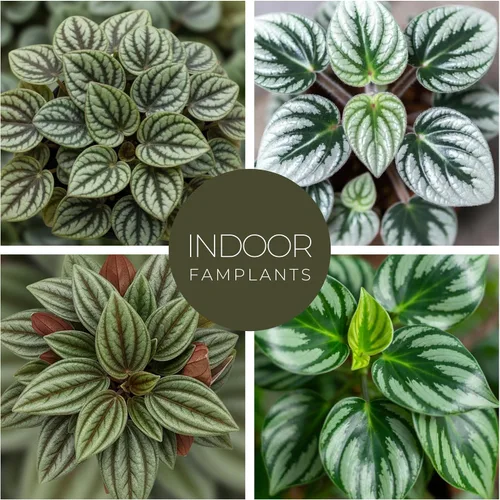Miniatura 3 de Peperomia Plant Collection (paquete de 4) - Juego de variedades raras Sandía, escarcha, Eden Rosso y Piccolo Banda Plantas de interior fáciles