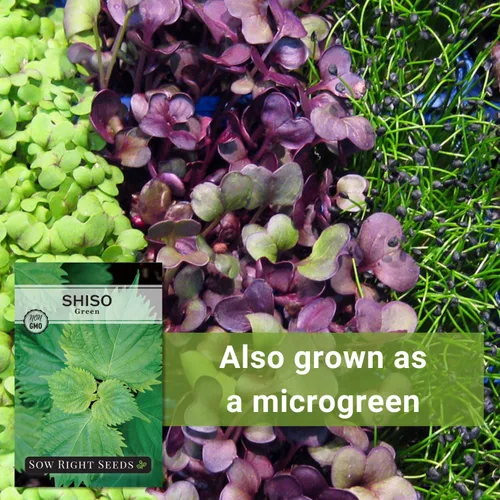 Miniatura 5 de Sow Right Seeds - Semillas de Shiso verde para plantar - Semillas de perilla Shiso japonés - Hoja de perilla de reliquia sin OMG - Ideal