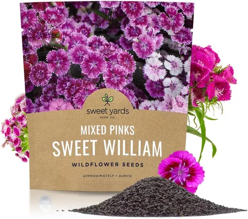 Semillas Sweet William - Colores rosados mezclados - Paquete extra grande de 1 onza - Más de 30,000 semillas de flores polinizadas abiertas sin OMG