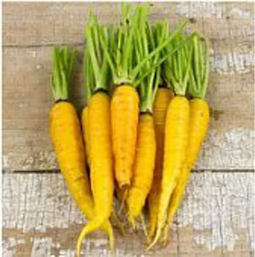 Amarillo Semillas de zanahorias (más de 20 semillas) | Sin OMG | Semillas de flores de frutas vegetales para plantar | Paquete de invernadero para