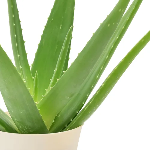 Miniatura 2 de Arcadia Garden Products Planta de interior viva suculenta de aloe vera fácil de interior en maceta de plástico, planta ornamental purificadora