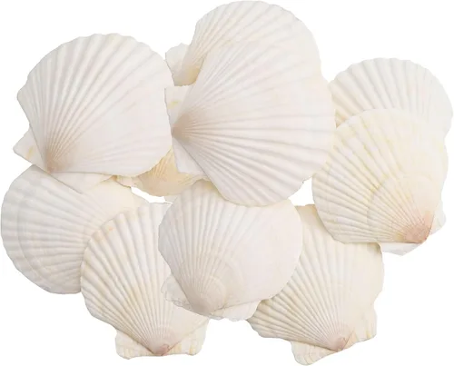 Miniatura 8 de 10 conchas de vieiras, conchas marinas blancas de 4 a 5 pulgadas, para manualidades, pintura, fiestas temáticas oceánicas y decoración del hogar.
