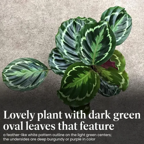 Miniatura 3 de American Plant Exchange Calathea Medallion - Planta de interior viva apta para mascotas con hojas verdes onduladas para hogares con poca luz