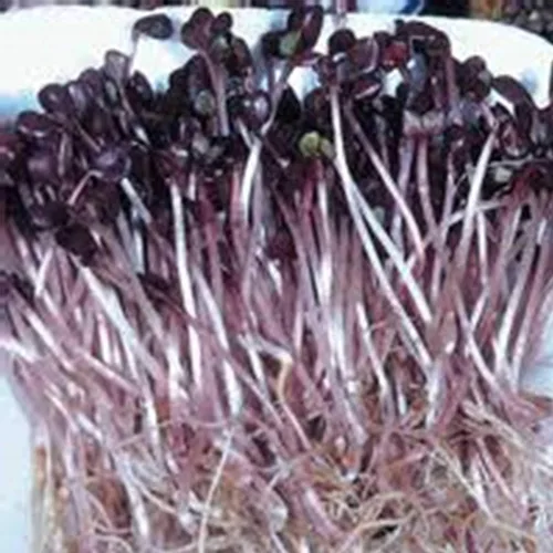 Miniatura 3 de Semillas orgánicas de rábano púrpura Sango - 1 onza - Hojas moradas - Sin OMG, vegetales, brotes y semillas microverdes