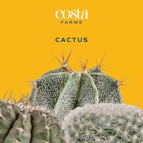 Miniatura 3 de Costa Farms Plantas vivas de cactus en poste de plástico, plantas suculentas fáciles de mantener, decoración del hogar, habitación u oficina, gran