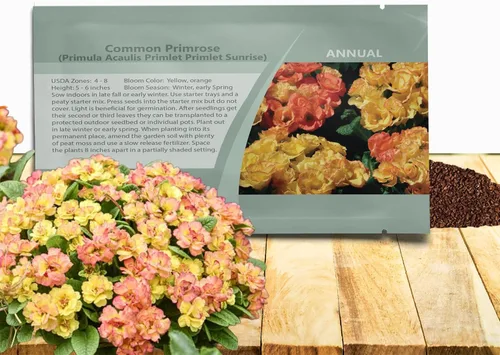 Miniatura 11 de Outsidepride 10 semillas anuales Primula común Primrose Primlet Pink Shades Semillas de flores para plantar