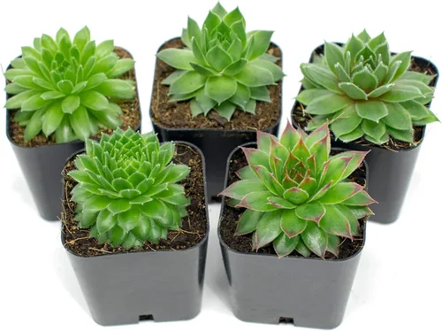 Plantas suculentas | 5 suculentas Sempervivum | Enraizadas en macetas con tierra | Plantas de interior reales | Regalos o decoración de habitación