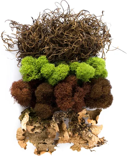 Miniatura 2 de SuperMoss (23303) Mezcla de musgo – Musgo decorativo de primera calidad para manualidades, terrarios, decoración de bodas y mesa, 80.75 pulgadas