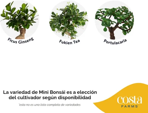 Miniatura 3 de Costa Farms - Árbol Bonsái en Miniatura, Planta Viva en Maceta Decorativa, Planta de Interior, Perfecta para Decoración del Hogar, Habitación u