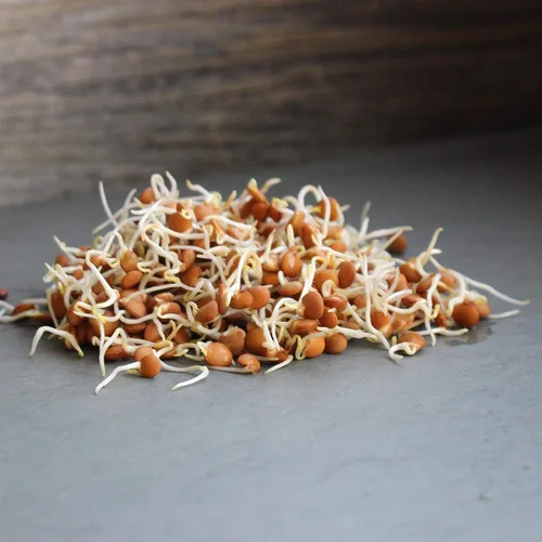 Miniatura 3 de Semillas orgánicas para germinar lentejas rojas -2.5 libras - Marca Handy Pantry - Lentejas rojas - Perfecto para semillas de jardín, jardinería