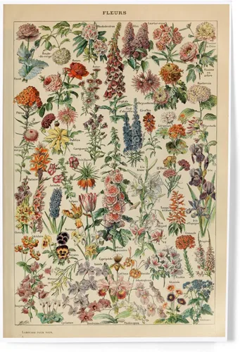 Lantern Press Flores surtidas, E, placa vintage para libros, obra de arte Adolphe Millot, 8 x 12 pulgadas, impresión artística para decoración de