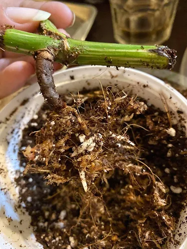 Miniatura 9 de Noot Rooting Rescue Mix - 1 cuarto de galón - Chips de fibra de coco Fibras de fibra de coco Perlita gruesa - Tratamiento de pudrición de raíces