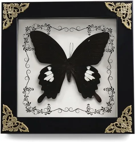 Taxidermia de mariposa enmarcada, exhibición de muestras con marco de madera, arte de pared de caja de sombra (mariposa fénix), negro, 6.69 x 6.69