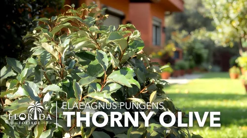 Miniatura 4 de Elaeagnus Pungens I 3 plantas vivas I Thorny Olive I Hardy arbusto de hoja perenne con flores fragantes, perfecto para setos, cribado y exhibición