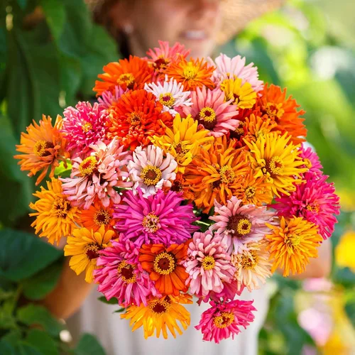 Miniatura 62 de Eden Brothers - Semillas de zinnia, cactus con flores, sin OMG, plantar en primavera, paquete, flores de bajo mantenimiento, zonas 3, 4, 5, 6, 7, 8