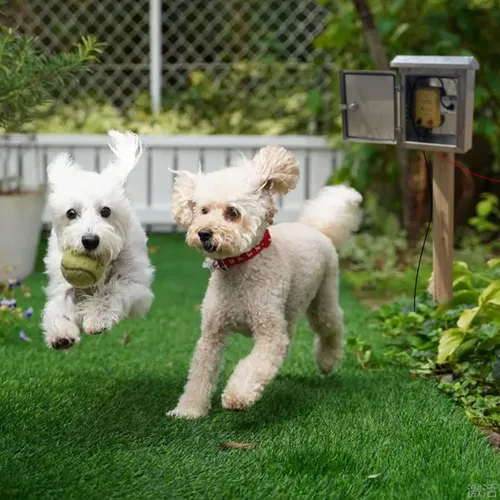 Miniatura 3 de Cargador de Valla Eléctrica FenceMate con Alimentación AC, Salida 0.25J hasta 5 Millas para Contener Mascotas Pequeñas, Aves de Corral, Mantener