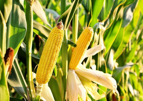 Miniatura 7 de Polenta, 12 onzas – sémola de maíz amarilla, harina de maíz molida, cocción rápida, vegano, kosher, a granel, ideal para cereales calientes