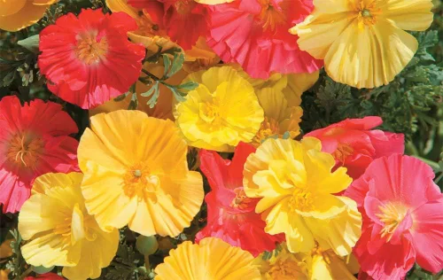 Miniatura 4 de Semillas California Poppy Mix Eschscholzia Flores anuales